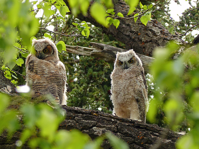 The 'new' family owlets