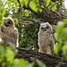 The 'new' family owlets