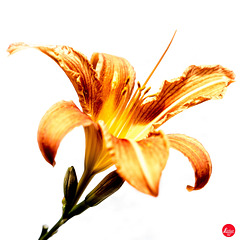 Hemerocallis