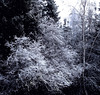 Dusted with snow