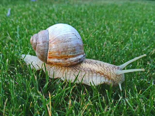 Weinbergschnecke