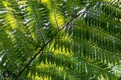 Sunlight through the tree fern roof