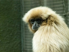 Gibbon (1)