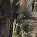 South Rim and Agaves