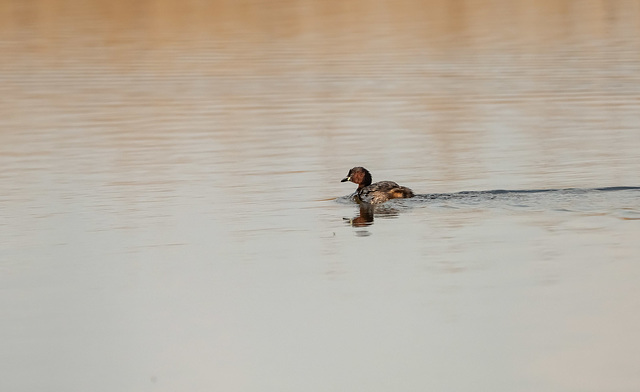 Little grebe