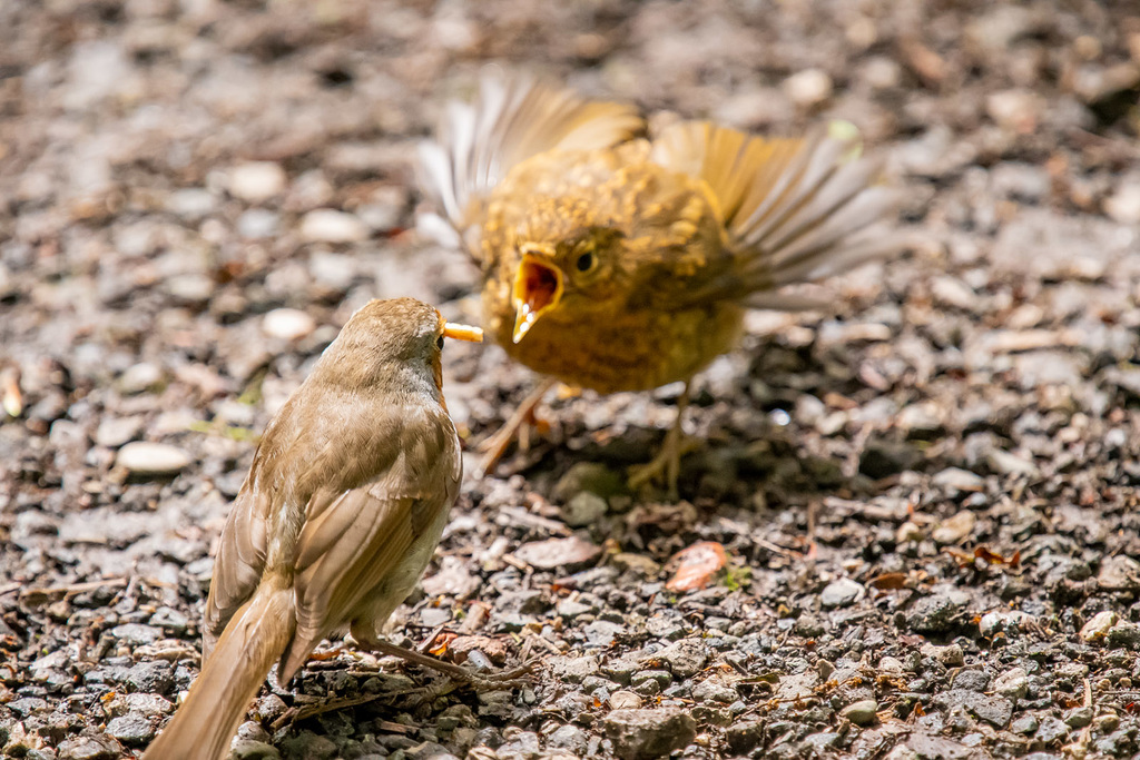 Robin feeding its chick