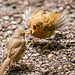 Robin feeding its chick