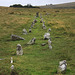 Merivale Stone Rows