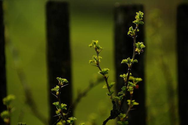 Ribes uva-crispa