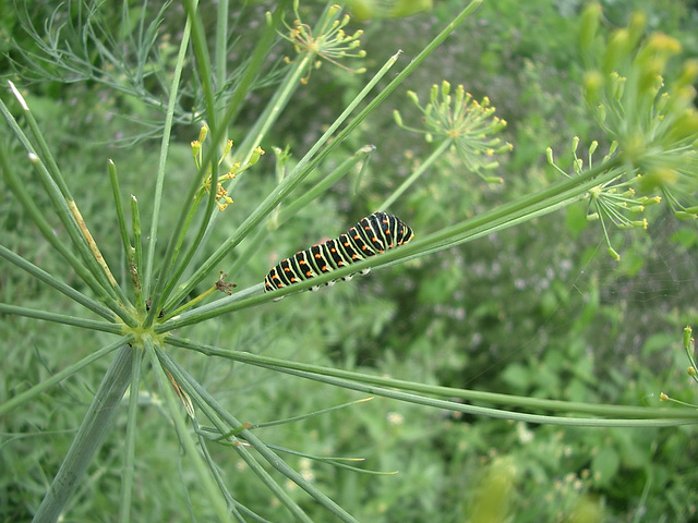 Raupe des Schwalbenschwanz?