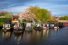 Blossom and boats