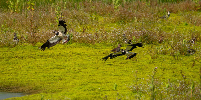 Lapwings