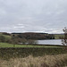 Oystercatchers over the reservoir