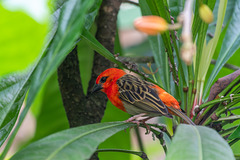 Madagaskarweber