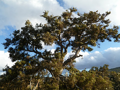 Large gum Eyre Peninsula