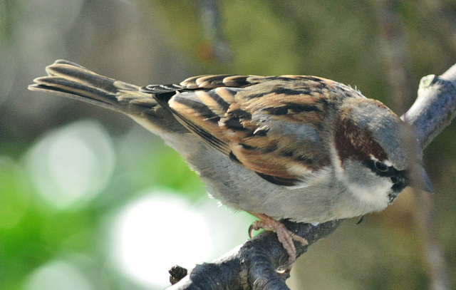 Sparrow