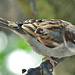 Sparrow