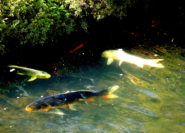 Big koi