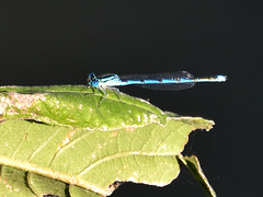 Azure Bluet m (Coenagrion puella) DSB 0779