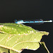Azure Bluet m (Coenagrion puella) DSB 0779