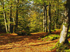 El bosque de Urbasa. Navarra.