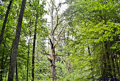 Oak August II Sas, 350 years old in the Bialowieza Forest, Poland