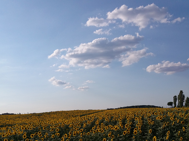 Girasoli e cielo toscano..