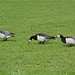 Sweden, Stockholm, Three Barnacle Geese in the Park of Drottningholm