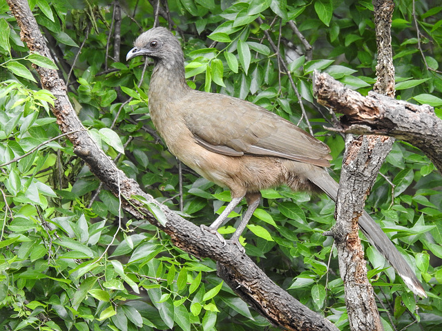 Day 6, Plain Chachalaca Day 6, Plain Chachalaca
