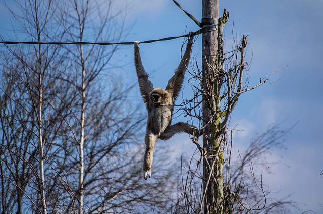 Gibbon