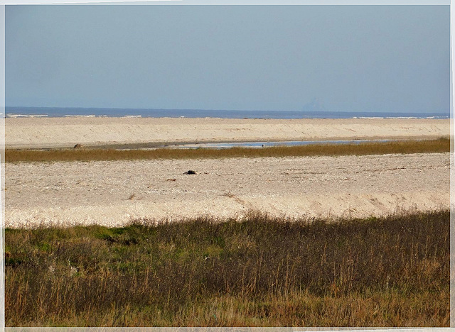 Banc de sable coquillier à Vildé la Marine (35)