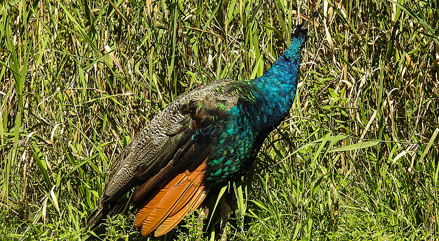 20190911 6207CPw [D~OH] Pfau, Timmendorfer Strand