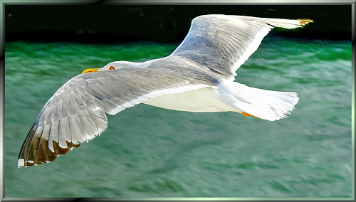 Seagull in flight... ©UdoSm