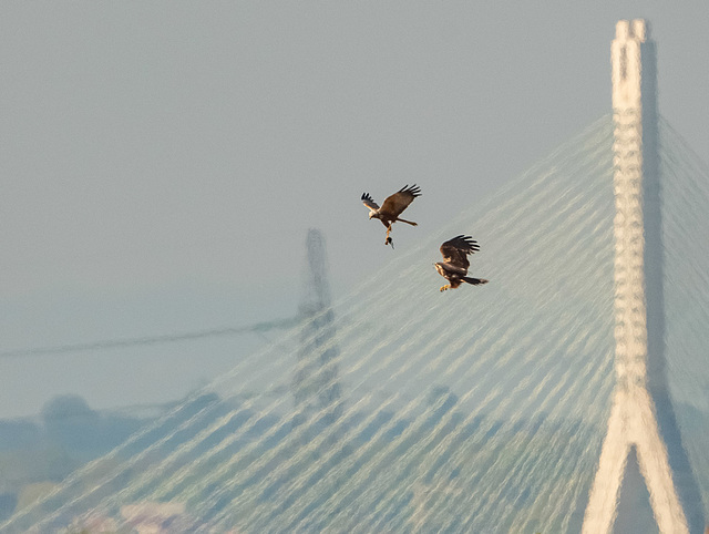 Marsh harriers about to swap a kill