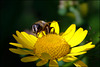 Wucherpreis für Pollen:)