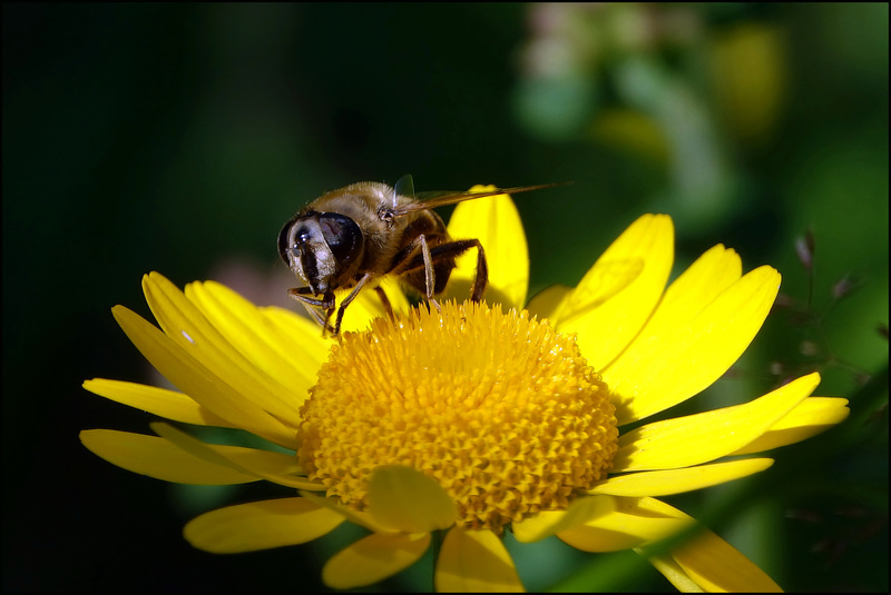 Wucherpreis für Pollen:)