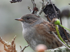 Accenteur mouchet