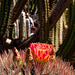 rote Kaktusblüte