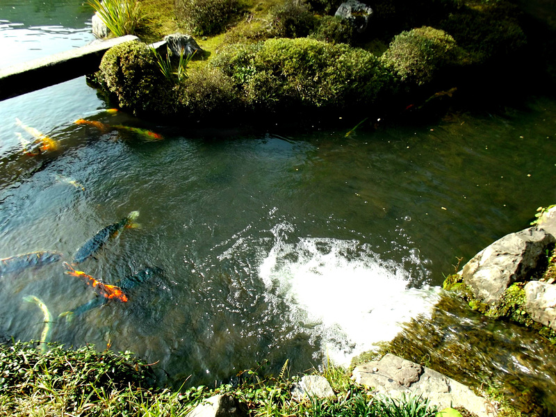 Koi pond, Tenryu-ji Zen Temple