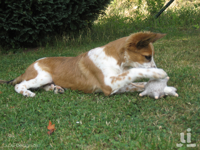 Von Hunden und Mäusen