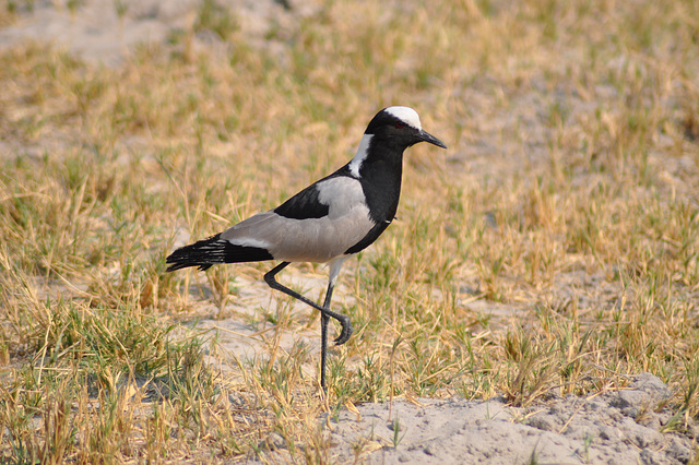 Armita vanelo. Okavango - Delto