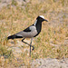 Armita vanelo. Okavango - Delto