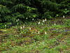 Cypripedium acaule (Pink Lady's-slipper orchid) white form