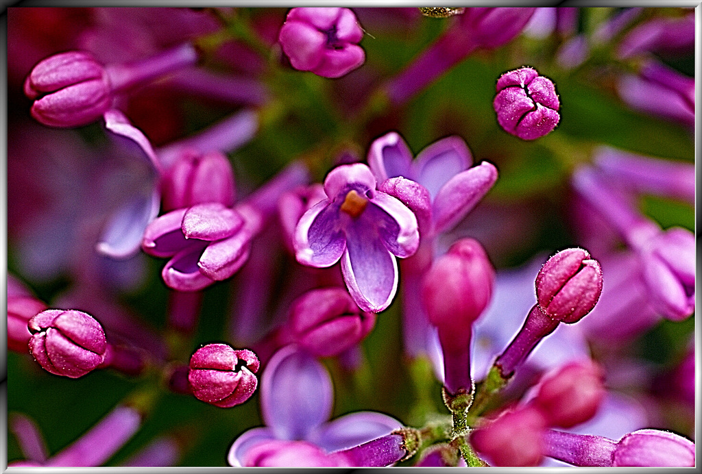 Lilac blossoms... ©UdoSm