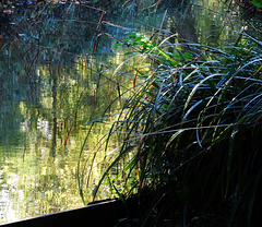 Captured Light