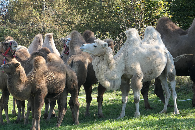 Kamele im Allgäu