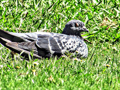 Grey  Dove At Hamilton Lake