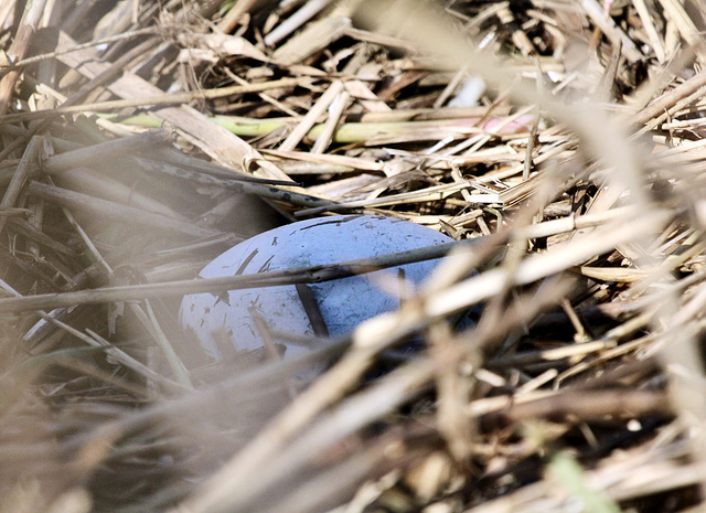 Das erste Ei im Nest