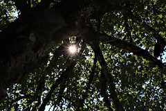 Lichtblick
