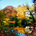 Herbstfarben am Neckar